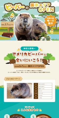 Shiipara Biibaa Gekkan LP design (Events, Campaigns, Experiences / Beige tones / Cute style) PC version