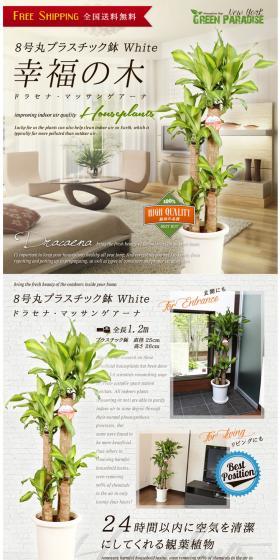 Money Tree LP design (Interior, furniture, and bedding / White-based / Simple) PC version