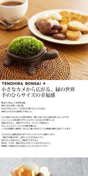 Turtle Bonsai LP design (Interior, furniture, and bedding / White-based / Simple) PC version