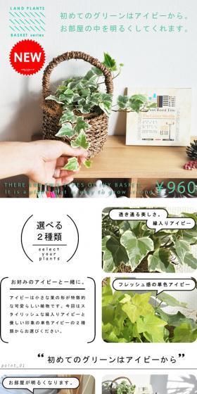 Ivy in a cute basket set. LP design (Interior, furniture, and bedding / White-based / Simple) PC version