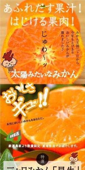 Early Mikkabi Mandarin LP design (fruit-vegetable / Orange tones / Strong) PC version