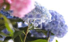 紫陽花の写真撮影実績